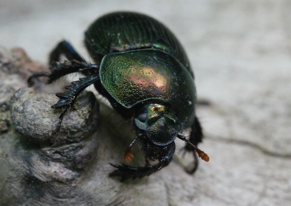 Splendid Earth-boring Beetle Geotrupes splendidus